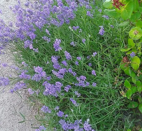 La Vallee Hotel Xonrupt-Longemer